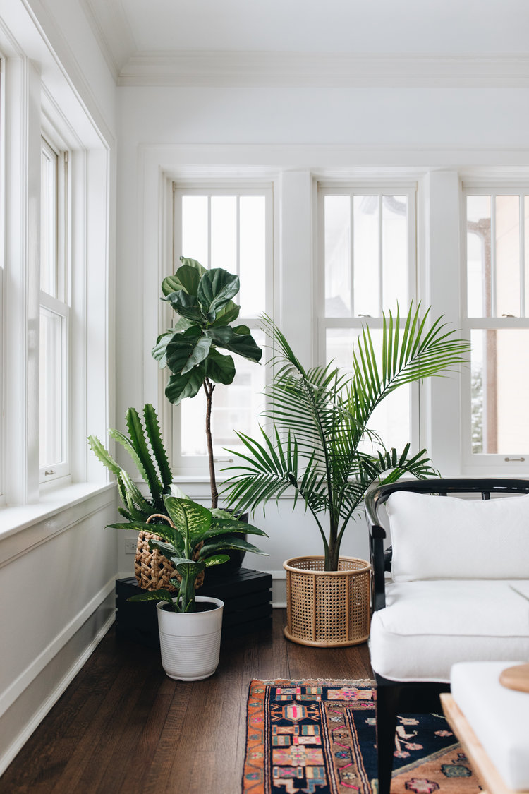 Styling-with-Plants---Haven-Home-Staging--Design